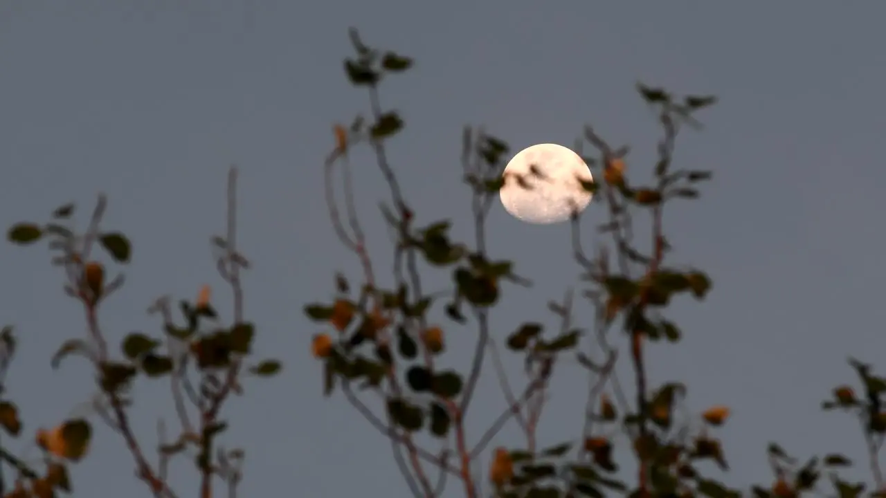 Waxing gibbous moon seen through branches of a Silver Poplar moved by the wind