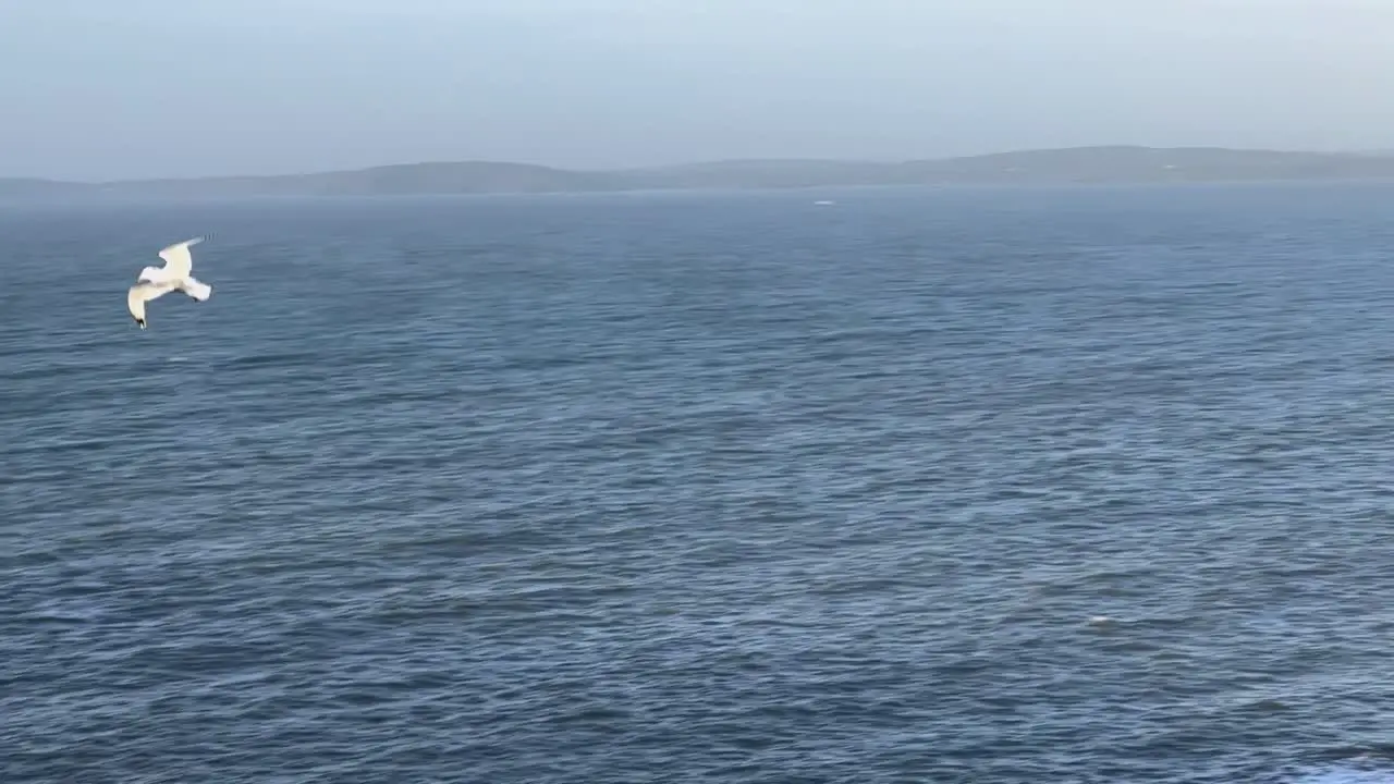 Slow motion flight of a seagull bird over ocean and sky with moon on it