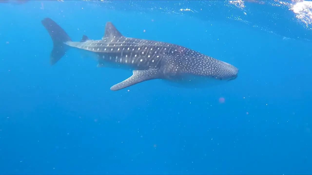 Underwater view of whale shark swimming with snorkelers nearby