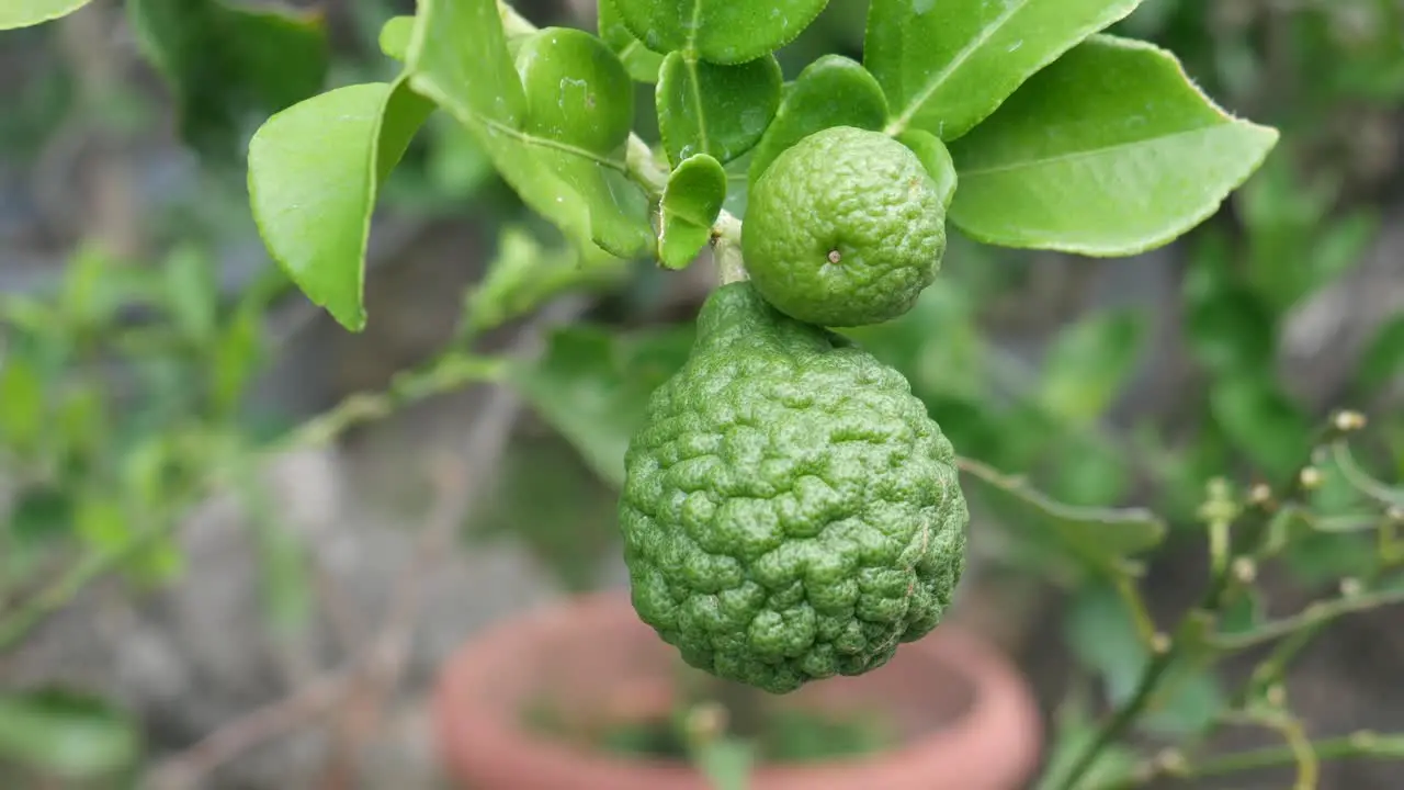 Citrus hystrix called the kaffir lime makrut lime Thai lime or Mauritius papeda is a citrus fruit native to tropical Southeast Asia and southern China