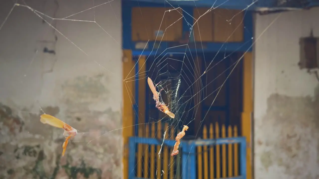 Cobweb in front of empty house