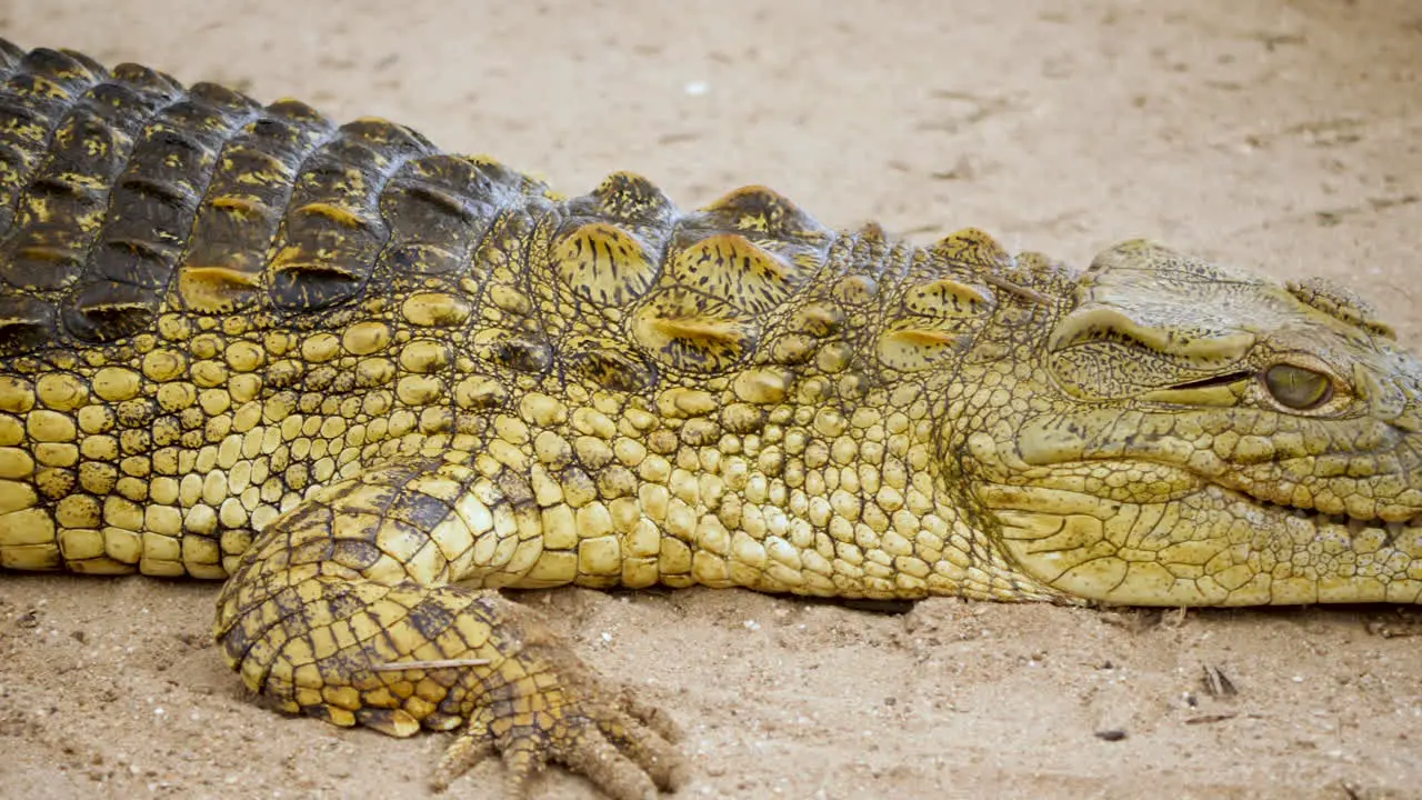 Crocodile laying still on the ground closeup pan from head to tip of tail