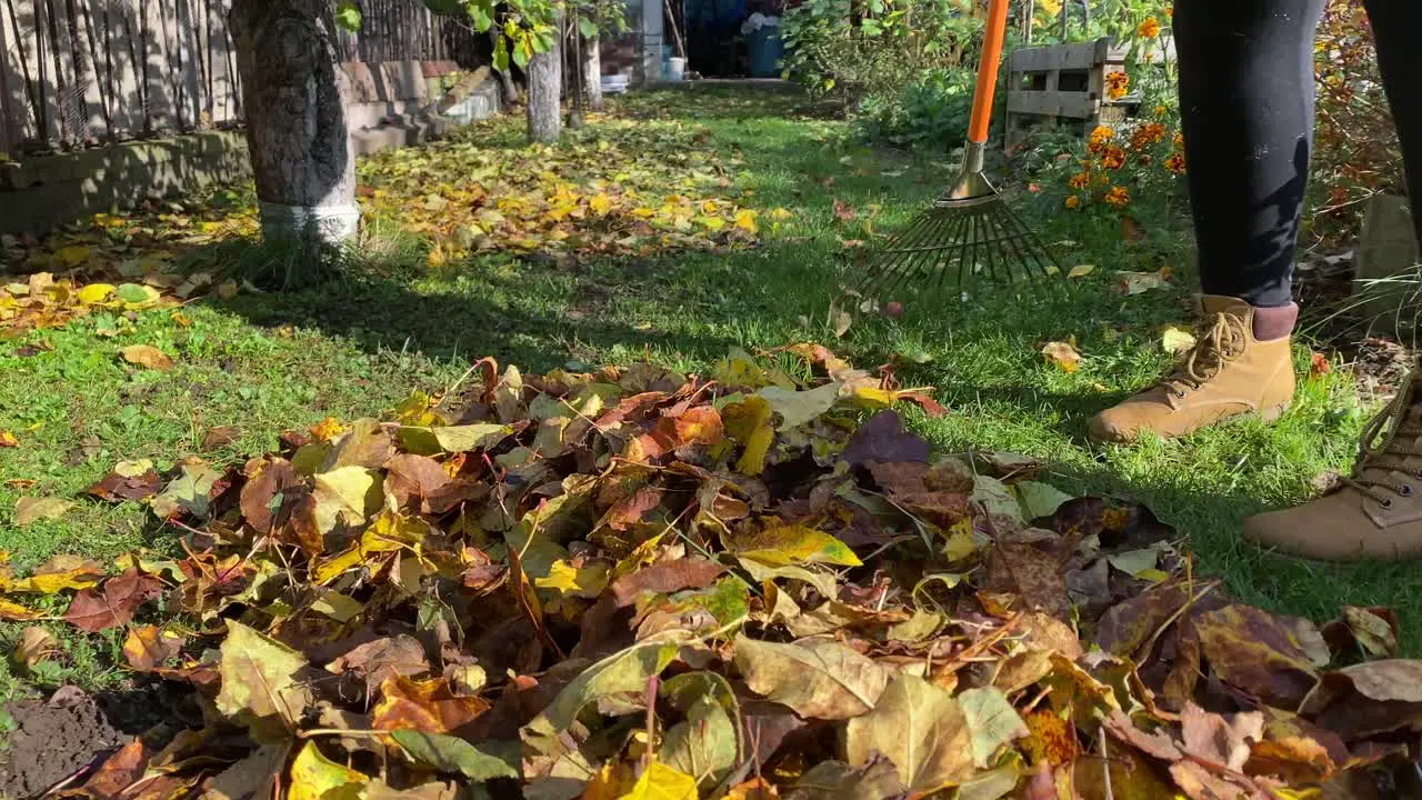 Sweeping dry leaves in messy autumn fall season garden