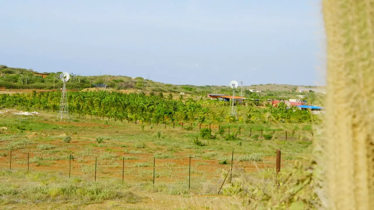 Sliding reveal shot of green tropical farmland with windmills and palm trees Sint Joris Curacao