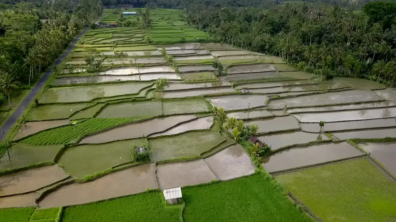 1 million $ aerial view flight drone footage panorama overview tilt down drone
of bali ricefield daytime summer 2017