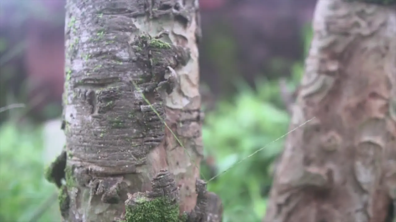 Abstract revealing shot of trunk of trees with rustic bark texture