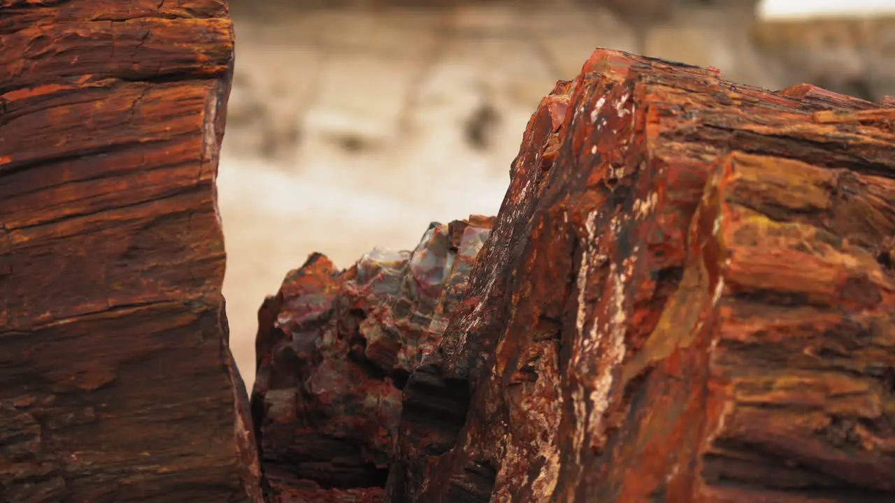 Wood log at Petrified Forest National Park in Arizona Close up static shot