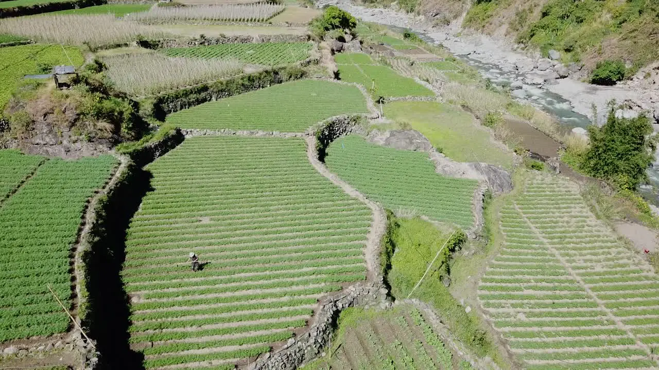 farmers tilling their green garden paddy field by hand wearing straw hats in the paddy farms of kabayan benguet Philippines top down view approaching aerial