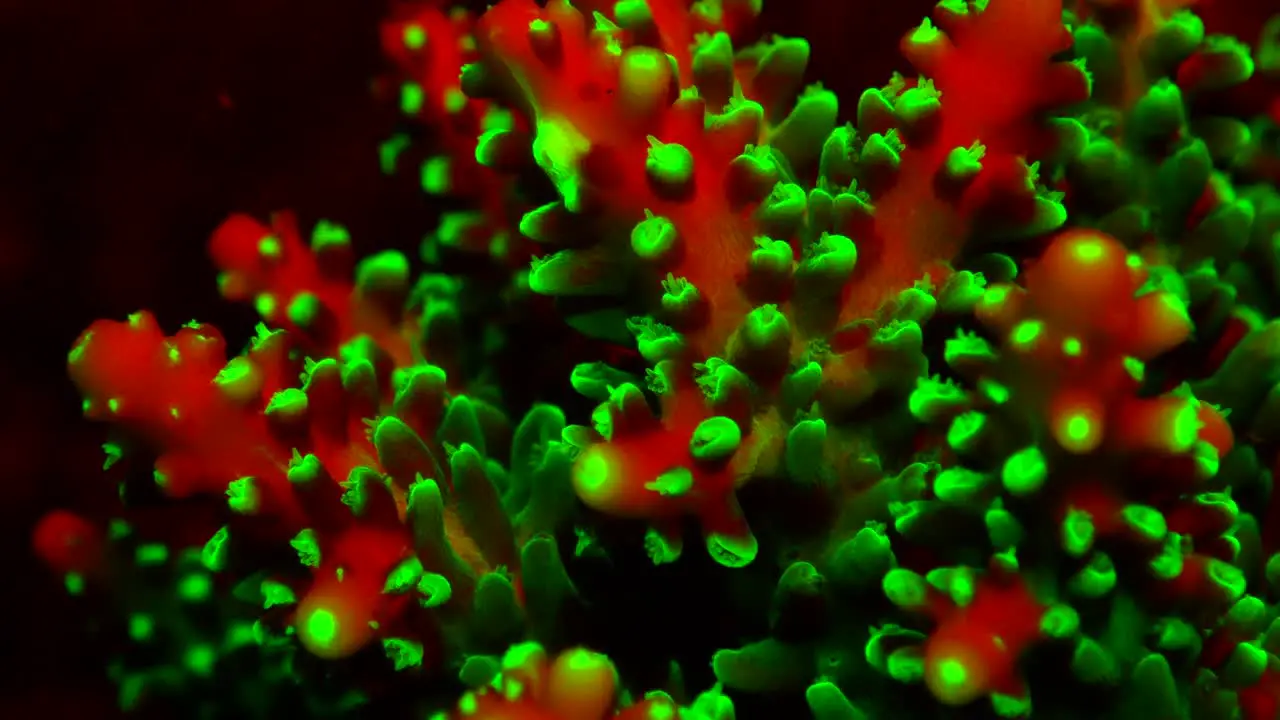 Fluorescent green and red coral filmed during a night dive on a coral reef in the Philippines