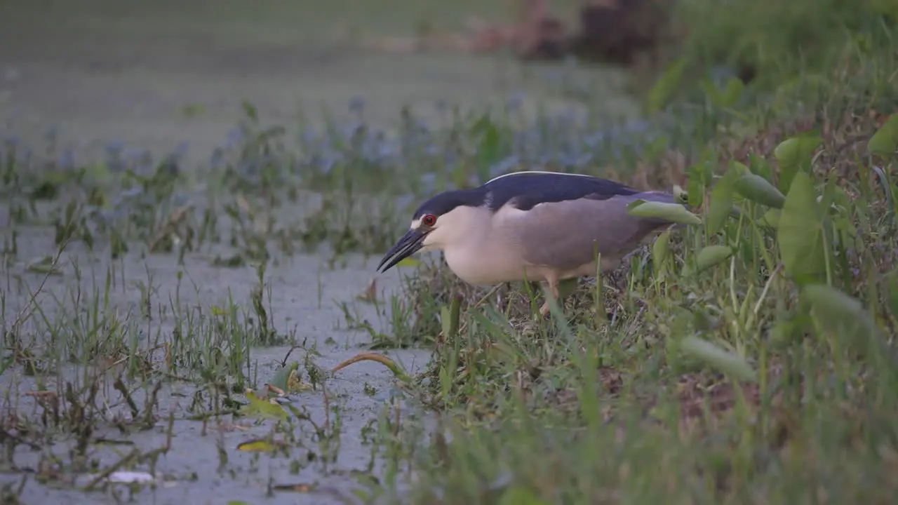 Black crowned nigh heron licks its lips hunting a pond in Florida