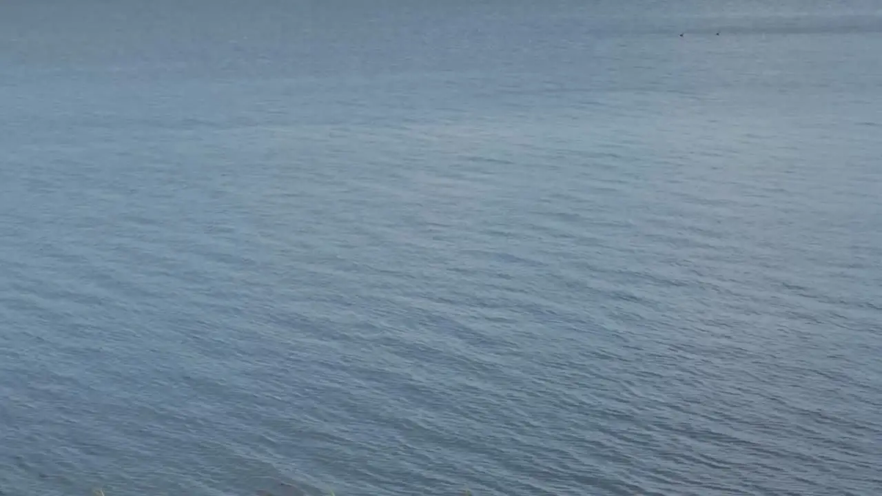 Blue Water Waves on a Bright Day and a Beautifyl White Swan Swim into the Frame