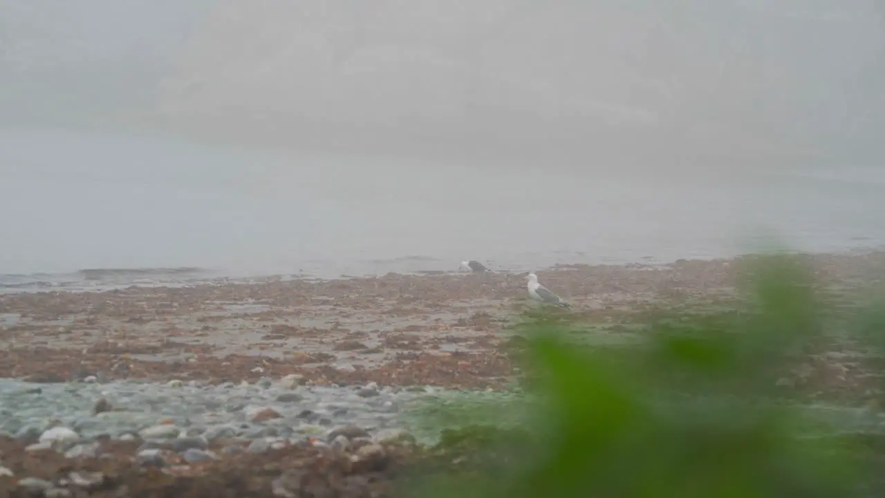 Sea Birds On The Shore Of Donnmannen Mountain Island In Norway