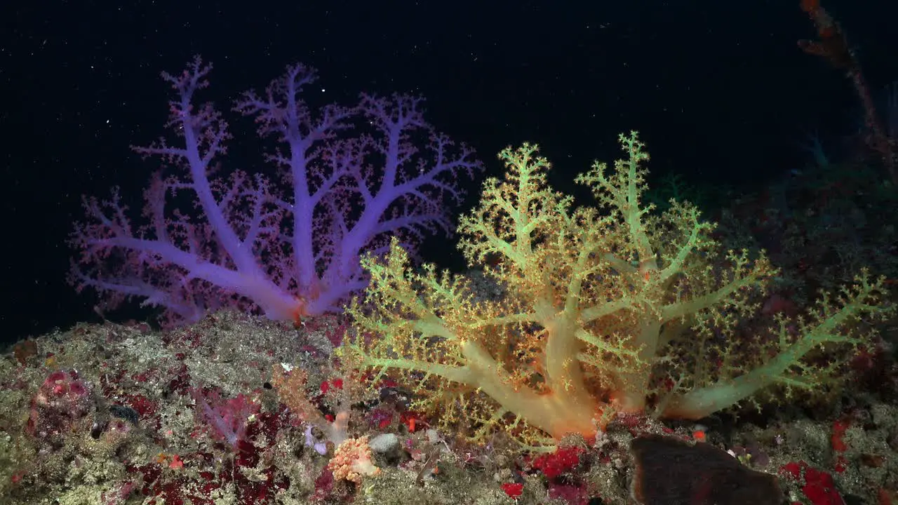 Two colorful soft corals in purple and yellow on a coral reef at night