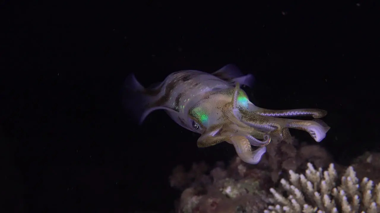 Close up of a big fin reef squid hovering in front of the camera at night on a tropical coral reef