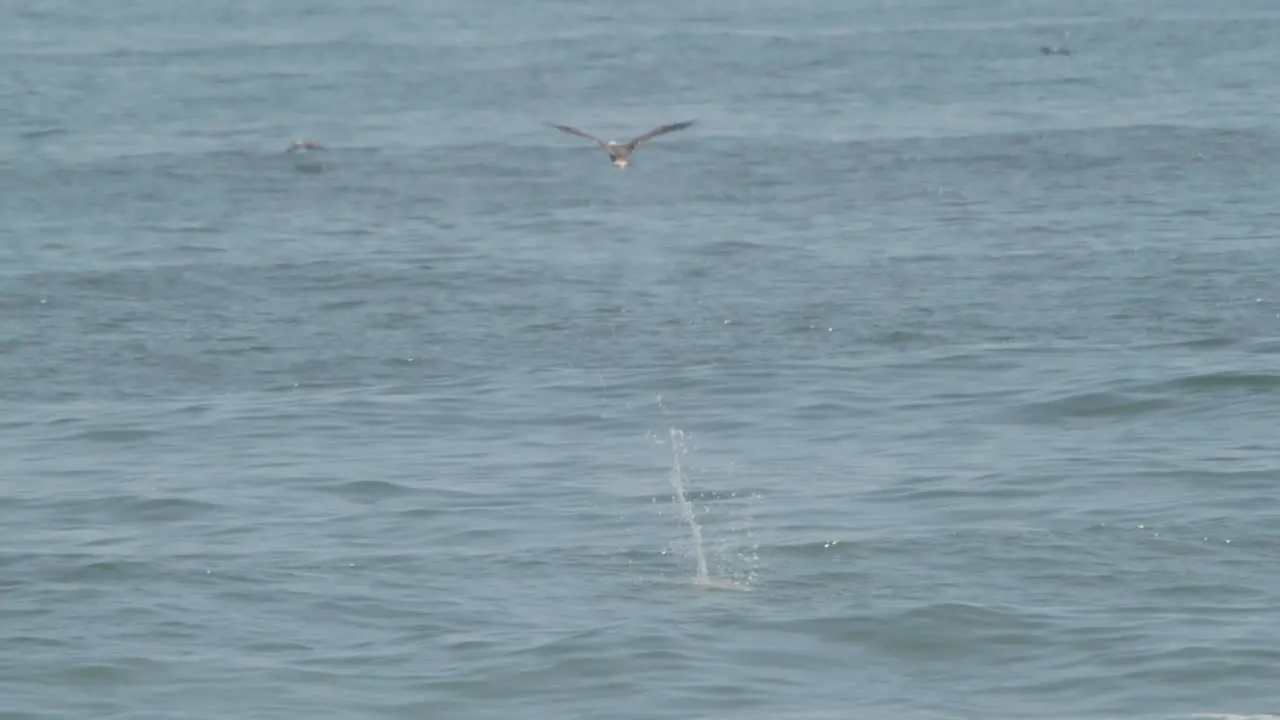 Three Peruvian booby birds Dive towards the sea to fish two enter the sea and one aborts the dive