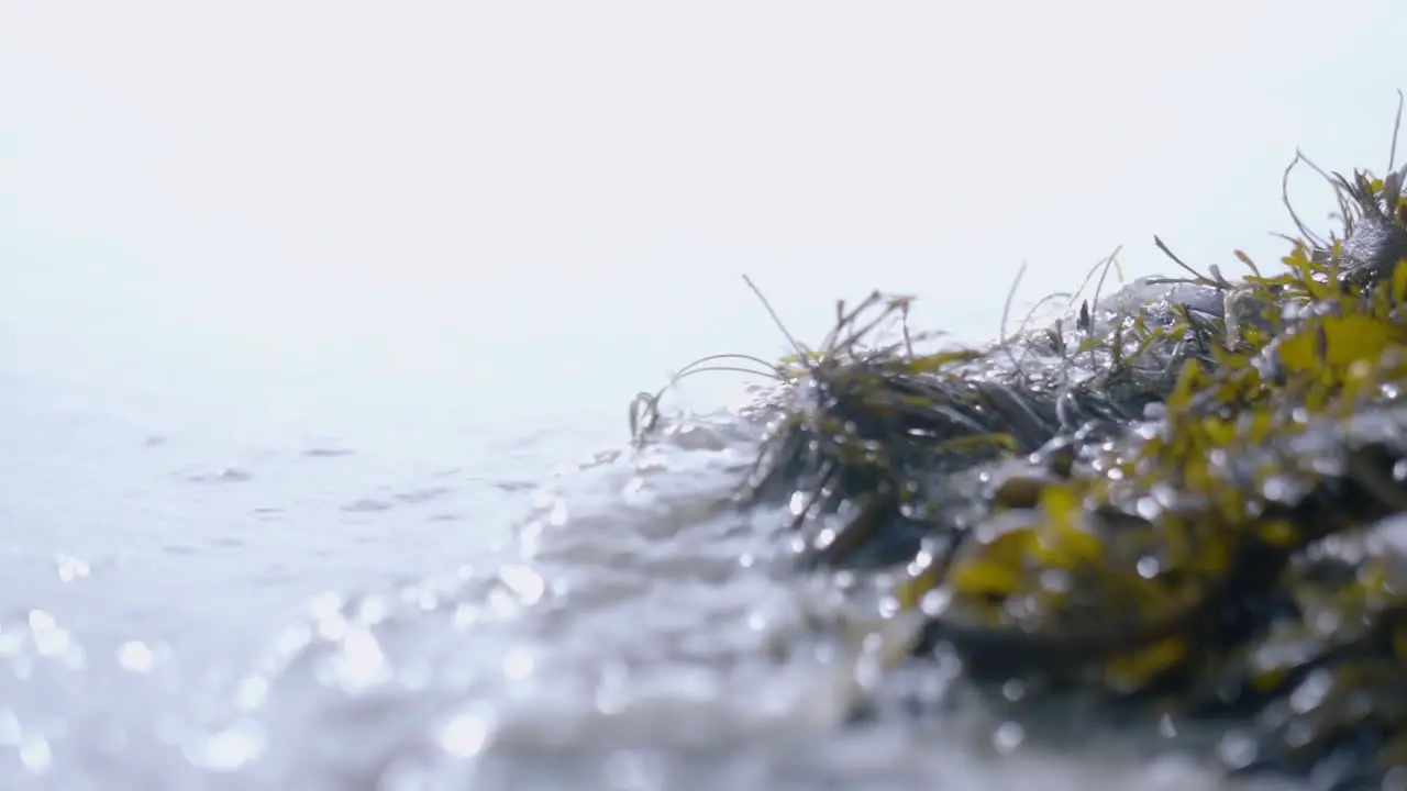 Close up macro shot of ocean waves washing over pile of seaweed in slow motion