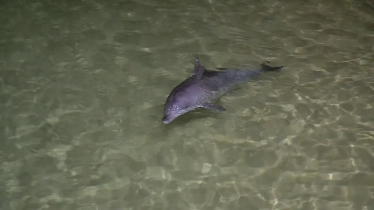 dolphins playing at night at tangalooma resort moreton island