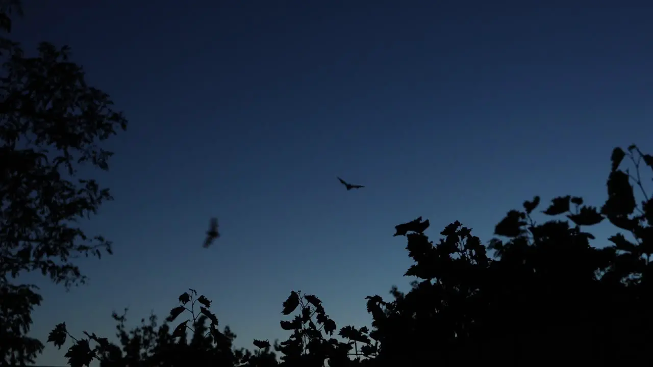 Silhouette Of Bats Flying At Night Above Trees