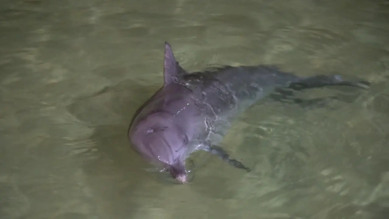 playful dolphins at night feeding at tangalooma resort moreton island brisbane australia