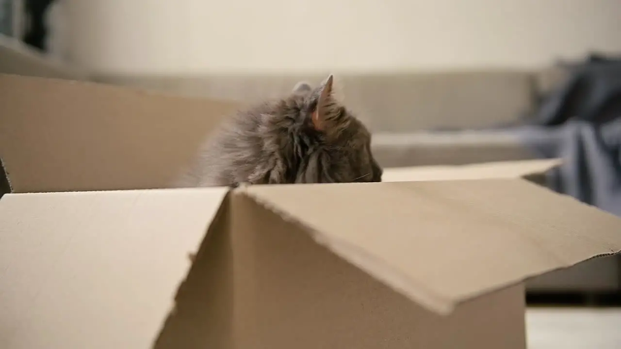 Adorable Gato Sentado Dentro De Una Caja De Cartón Y Luego Saltando Al Sofá