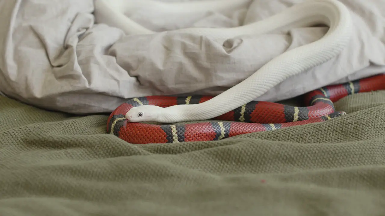 Nahaufnahme Von Zwei Haustierschlangen Die Zu Hause Auf Dem Bett Gleiten