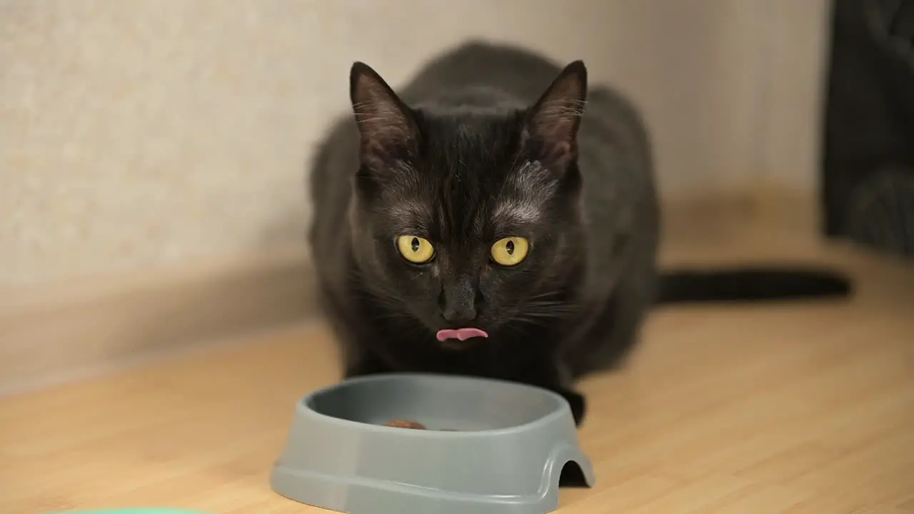 Cute Domestic Black Cat Licking Mouth After Eating Food From Bowl At Home