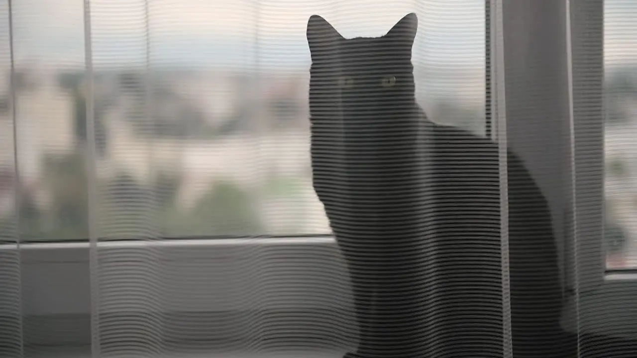 Cute Black Cat Sitting On A Windowsill Behind A White Curtain And Looking At Something