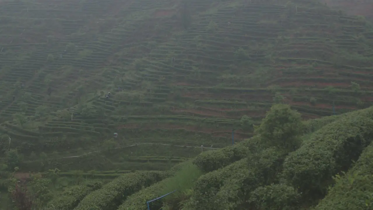 Chinese tea plantation farmers walking down the slope of tea terraces on a rainy day