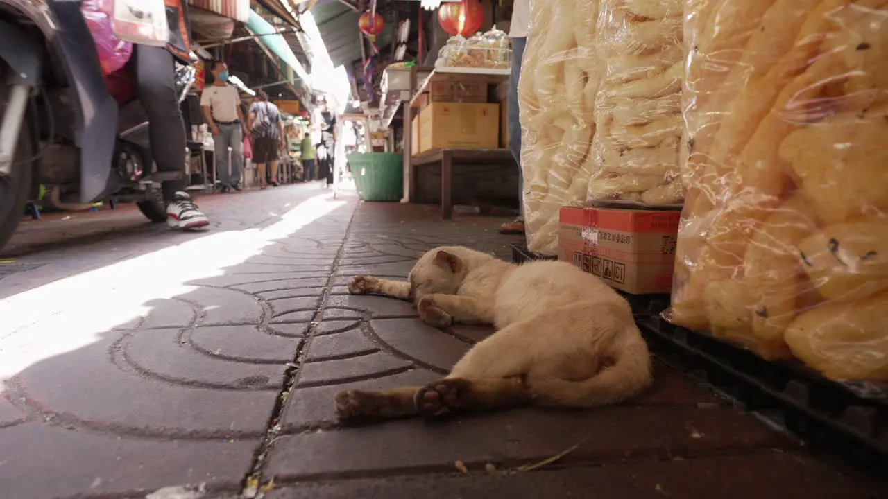 Stray Cat Sleeping in Food Market in Chinatown Bangkok Thailand