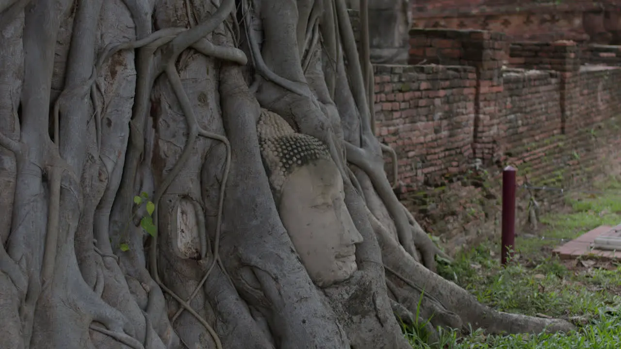 Buddha head in the tree roots at Wat Mahathat temple in Ayutthaya Thailand