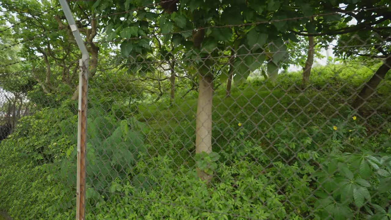 Serene Urban Stroll Foliage Behind Fence Nature in the City Gimbal Shot