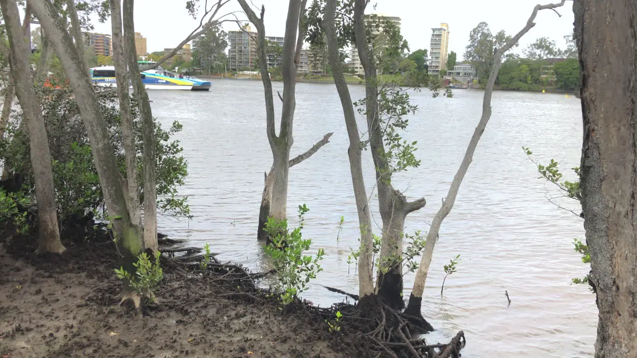 Slo Pan tilt shot of mud flats to Brisbane City Cat leaves Terminal