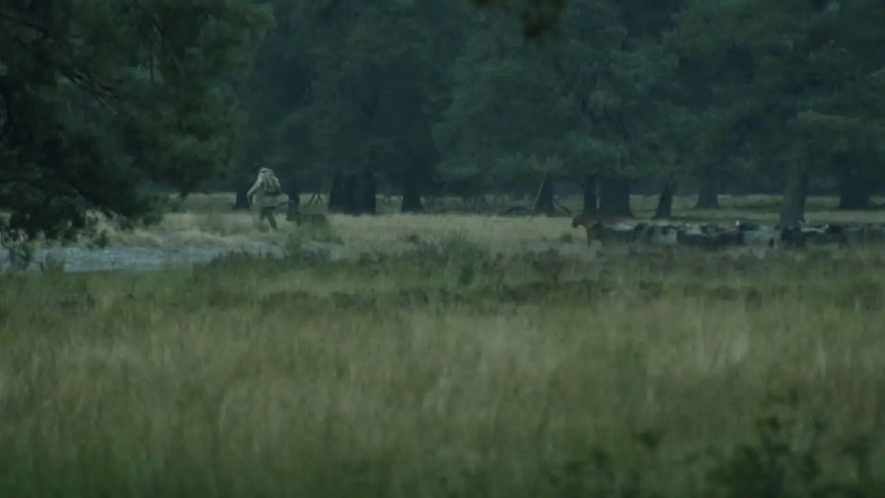 A shepherd leading many sheeps in the british military training area Senne in Paderborn Germany