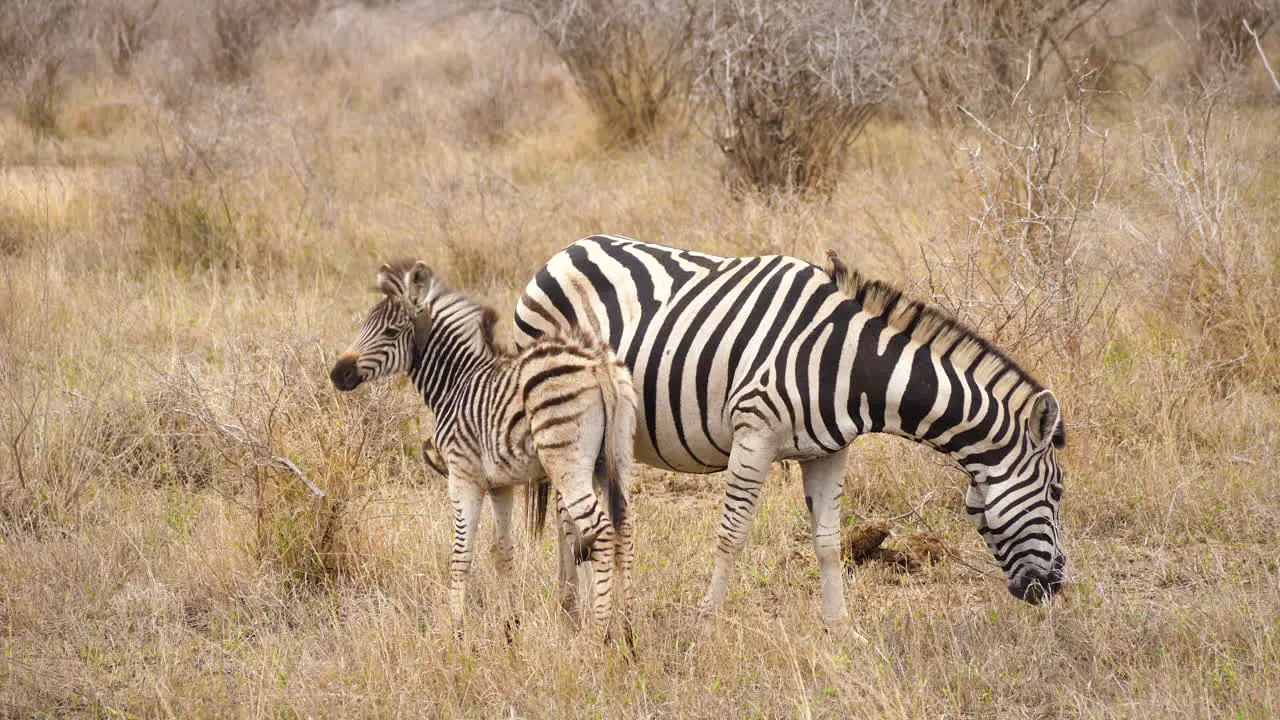 Zebra mother and foal in dry grassland