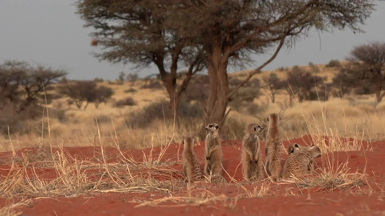 A kalahari landscape with a meerkat family basking in the sun and standing upright