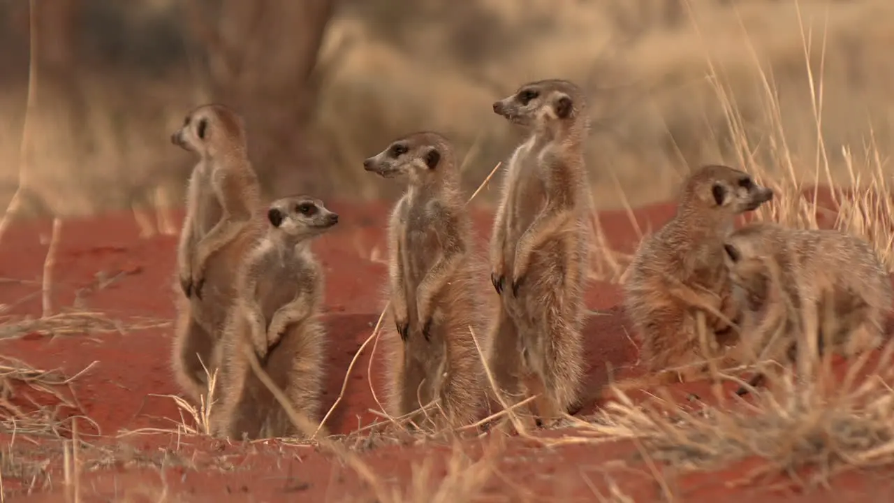 A family of meerkats standing upright and basking in the sun in the kalahari