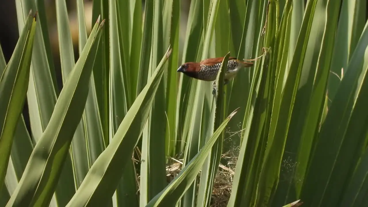 scaly-breasted munia in tree leaf