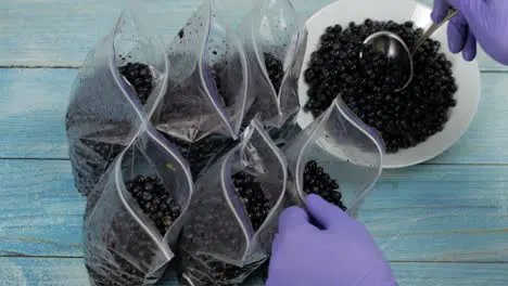 Packing blueberries in zipper plastic bags for freezing Frozen preservation fruits berries food