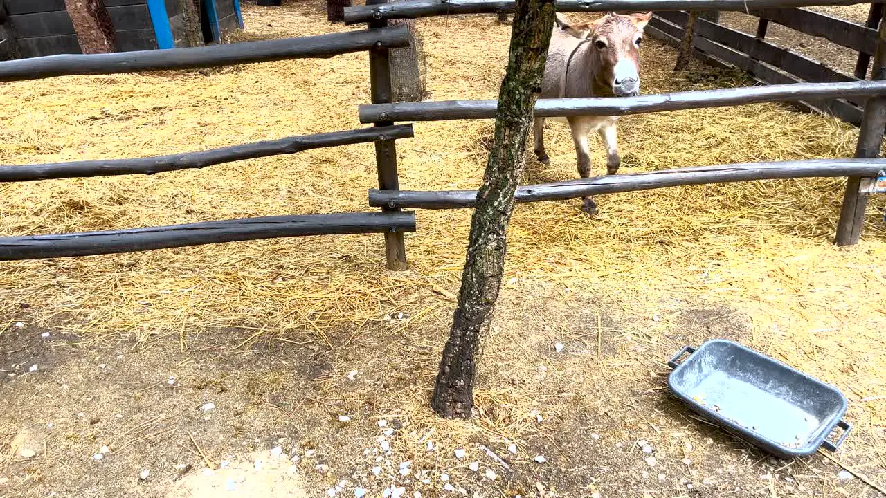 Little donkey attempting to reach its food nibbling at the barriers in its way