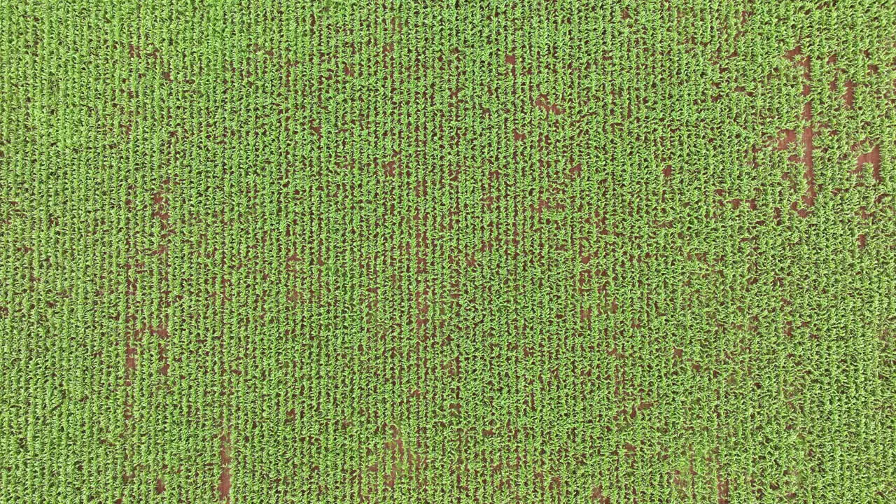 Ariel footage of a cornfield Crop of corn