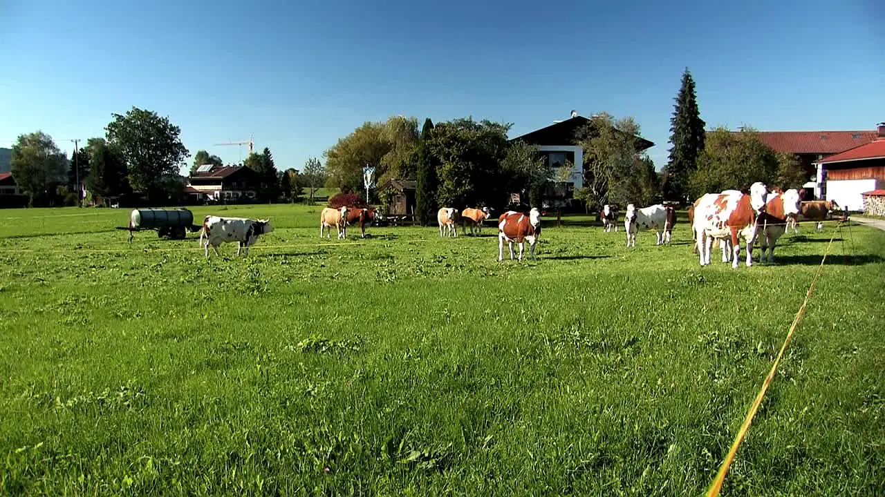 Grassland and meadow with cows in Bavaria Germany-4