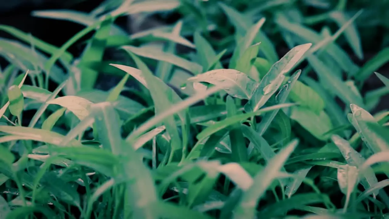 Green leaves in the wind after rain