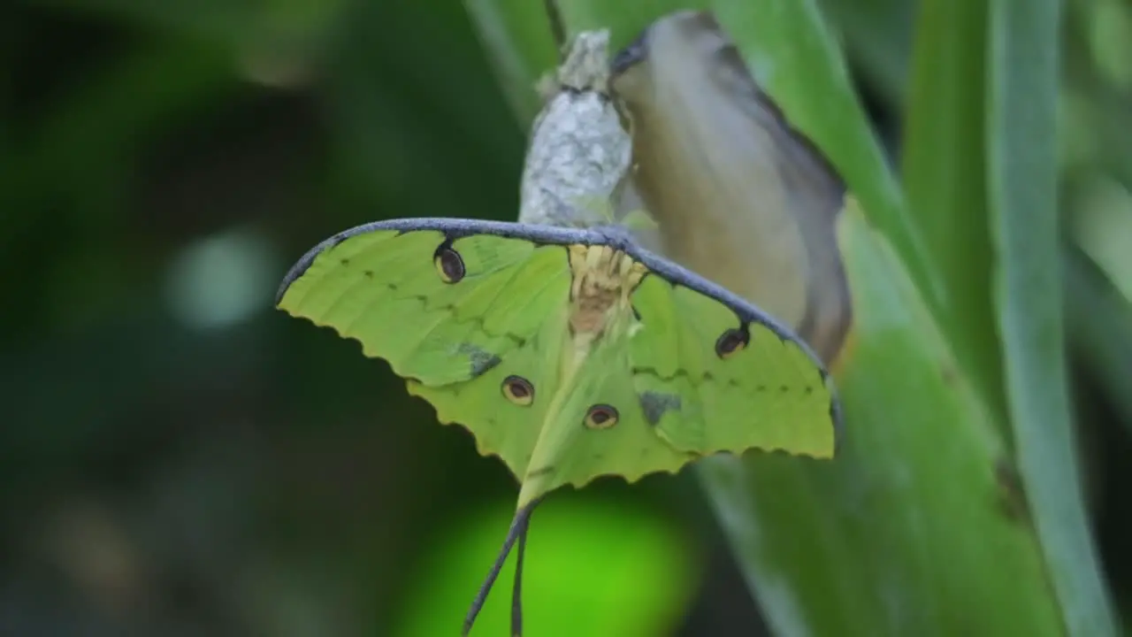 The green butterfly stands with its wings spread on the leaf in nature