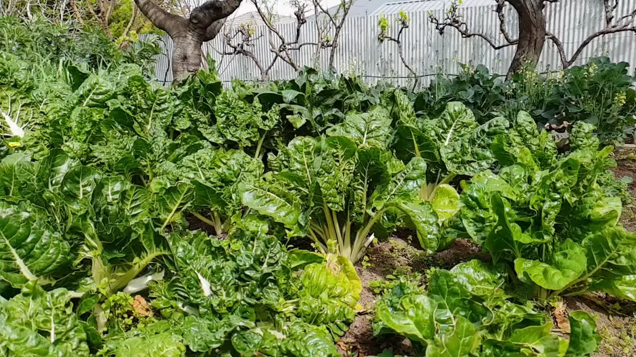 Watering the vegetable garden in the backyard