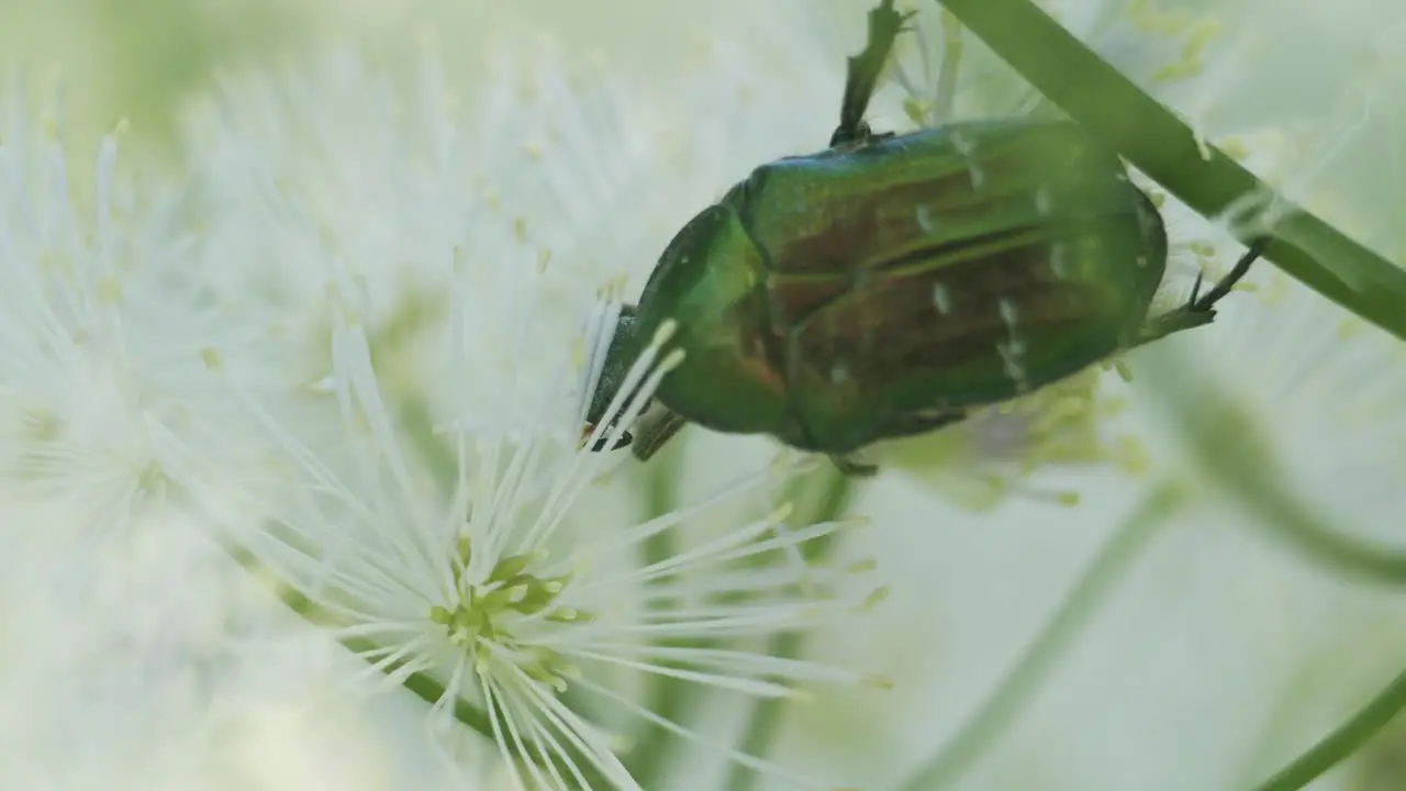 Green rose chafer cetonia aurata eating pollen on flower macro close up