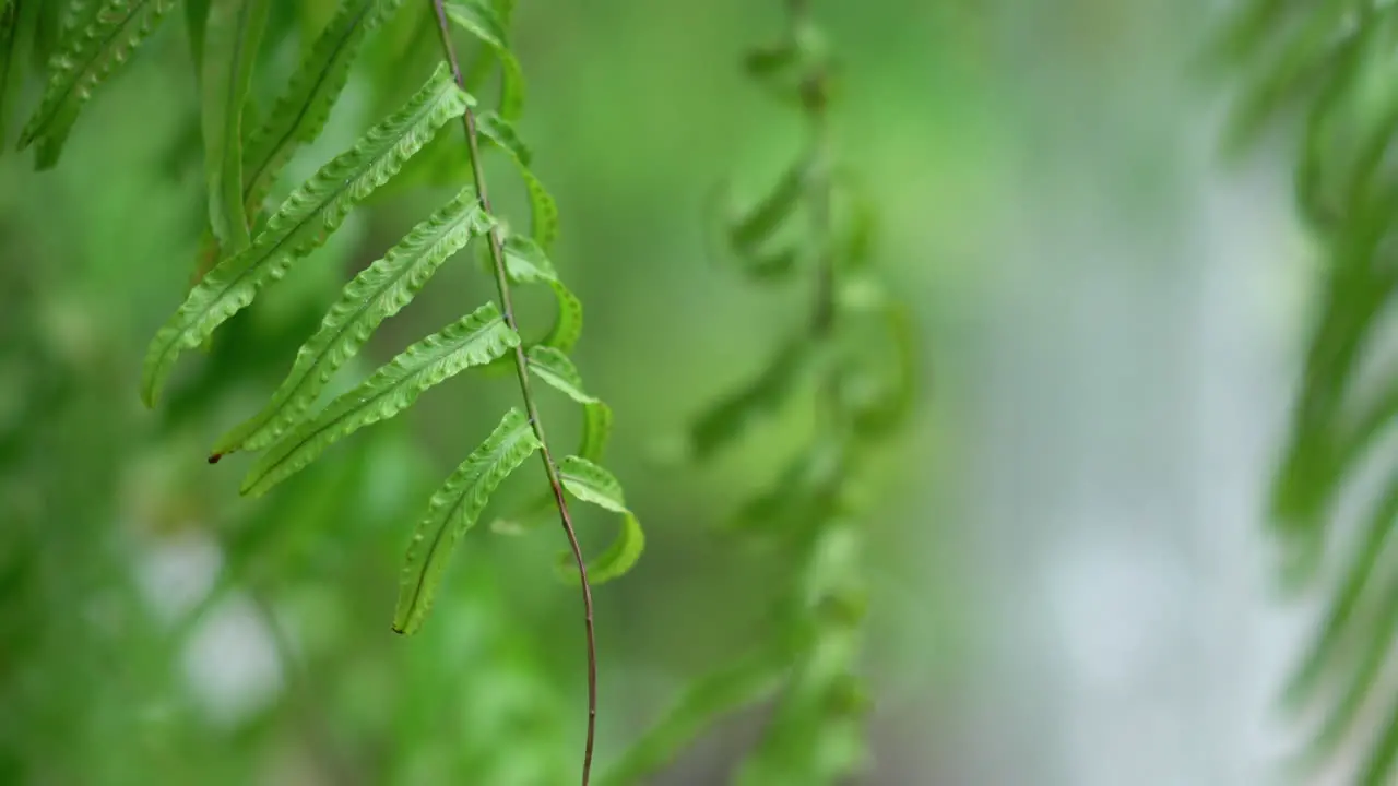 Fern leaf moving in garden