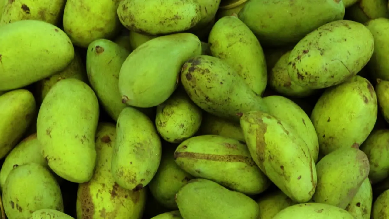 fresh organic unripe mangoes from farm close up from different angle