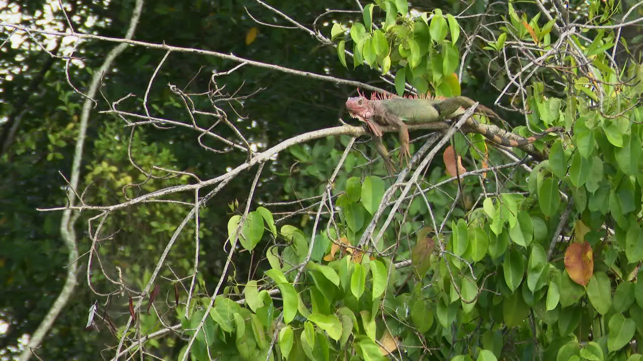 Green iguana relaxing on branch along the Tarcoles river