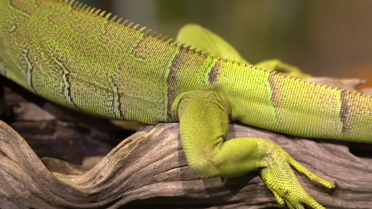 A panning view of an iguana as it is resting on a branch at a zoo