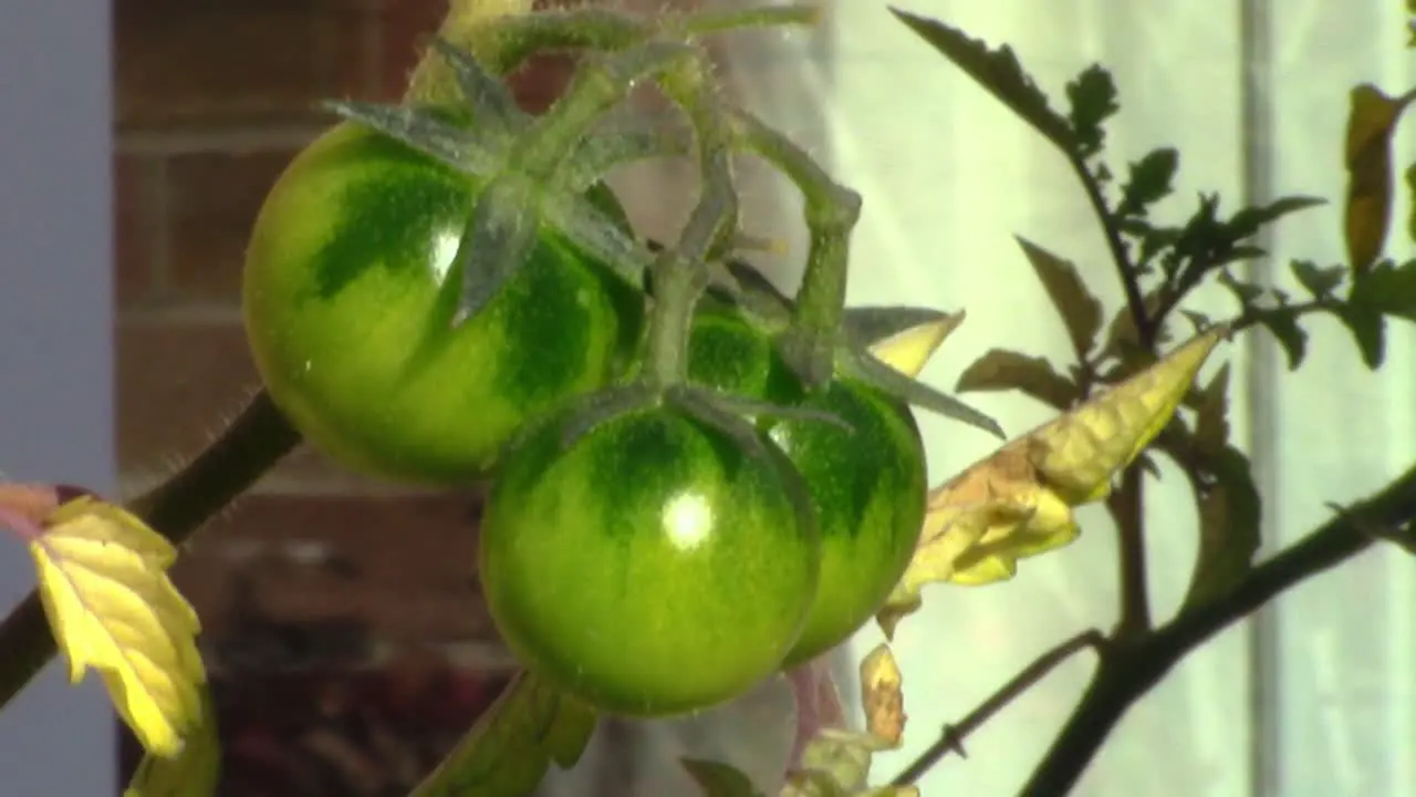 Three green tomatoes unripe and unpicked during the autumn months